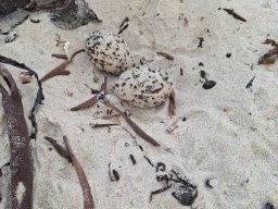 African black oystercatcher eggs